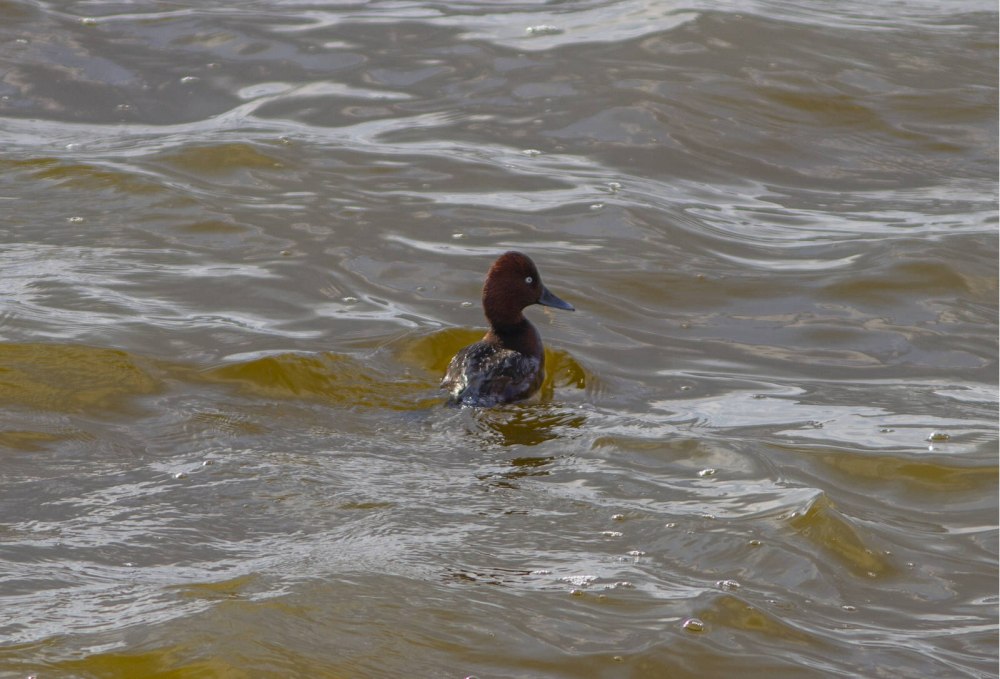 Птица нырок в Азовском море фото