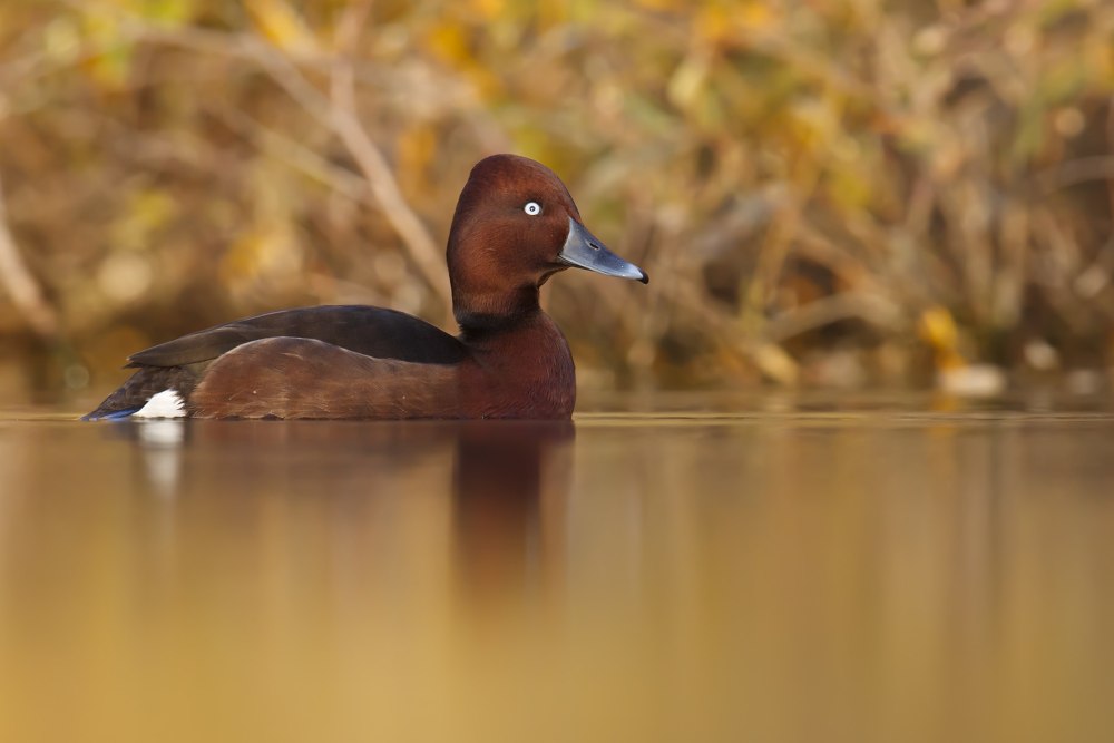 Белоглазый нырок Петрозаводск