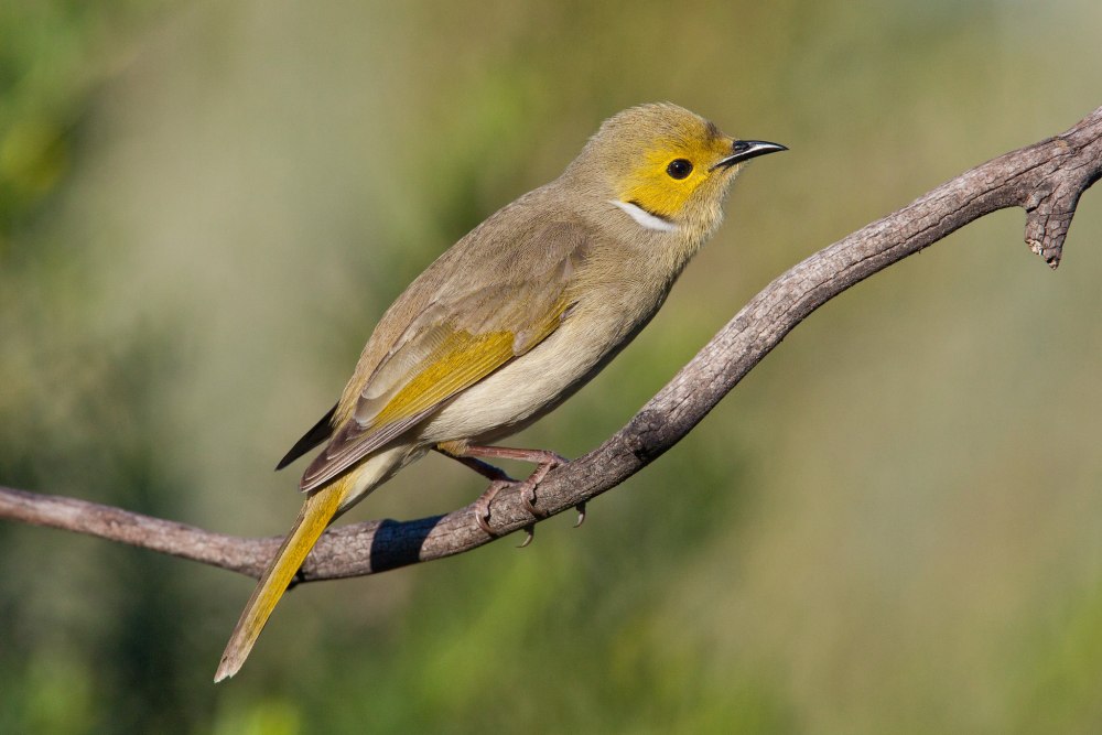 Новозеландский медосос