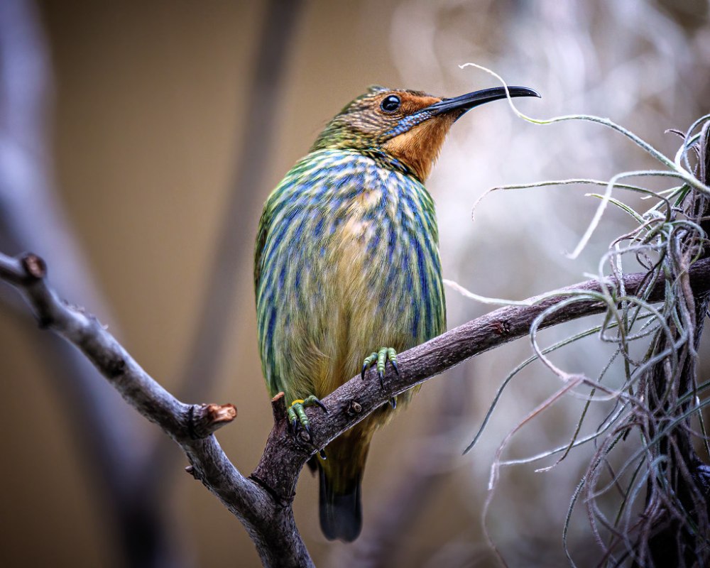 Австралийский бородавчатый медосос
