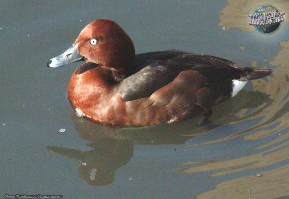 Белоглазый нырок красная книга