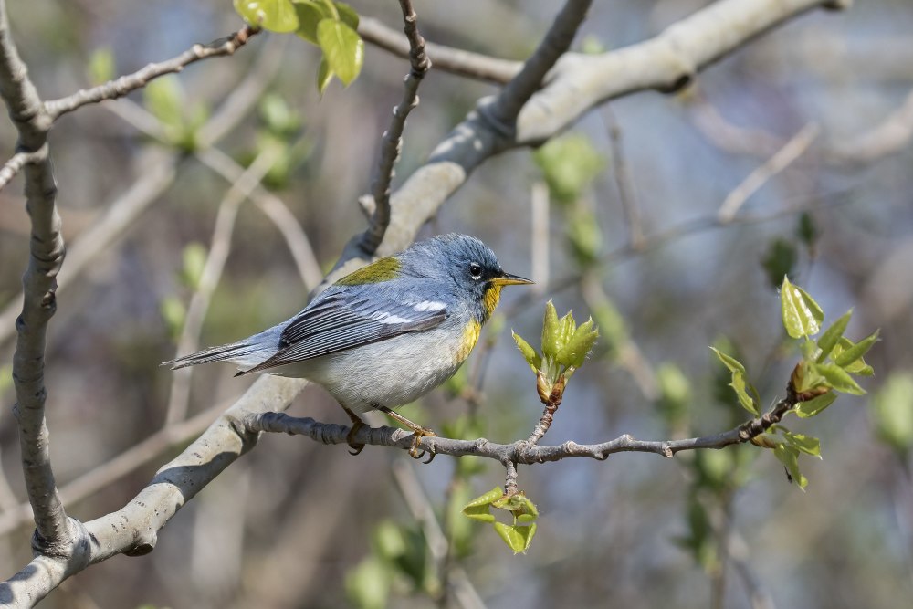 Белоглазая парула