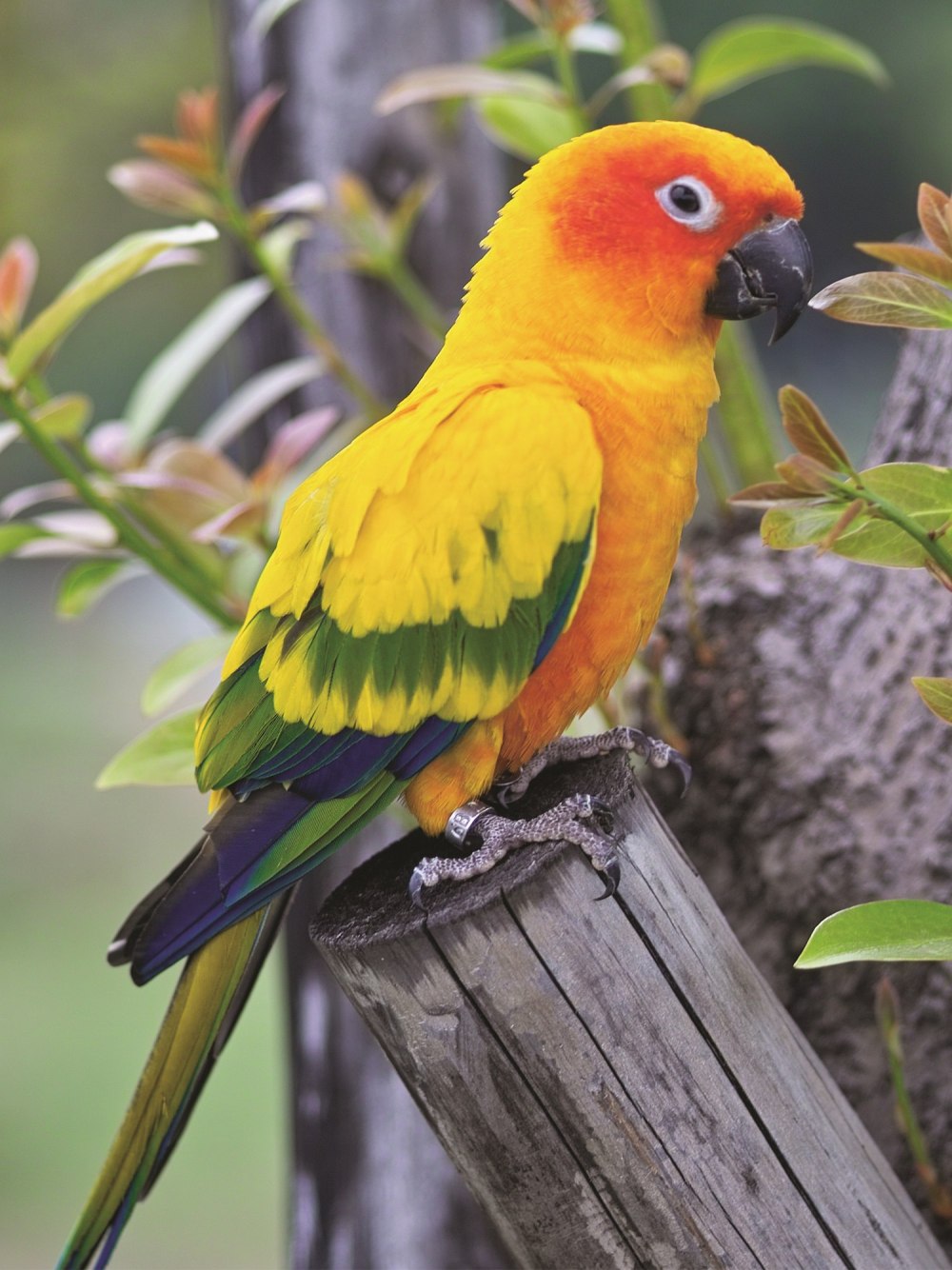 Золотистый аратинга