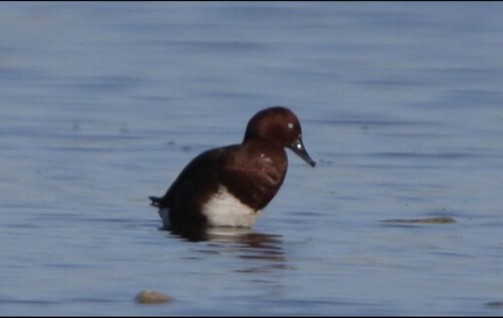 Белоглазый нырок в Кыргызстане