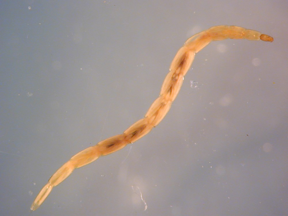 Ceratopogonidae Larvae