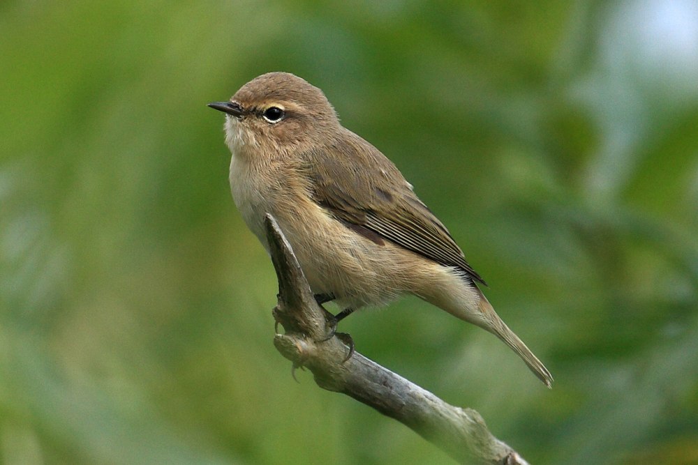 Пеночка-теньковка (Phylloscopus collybita)