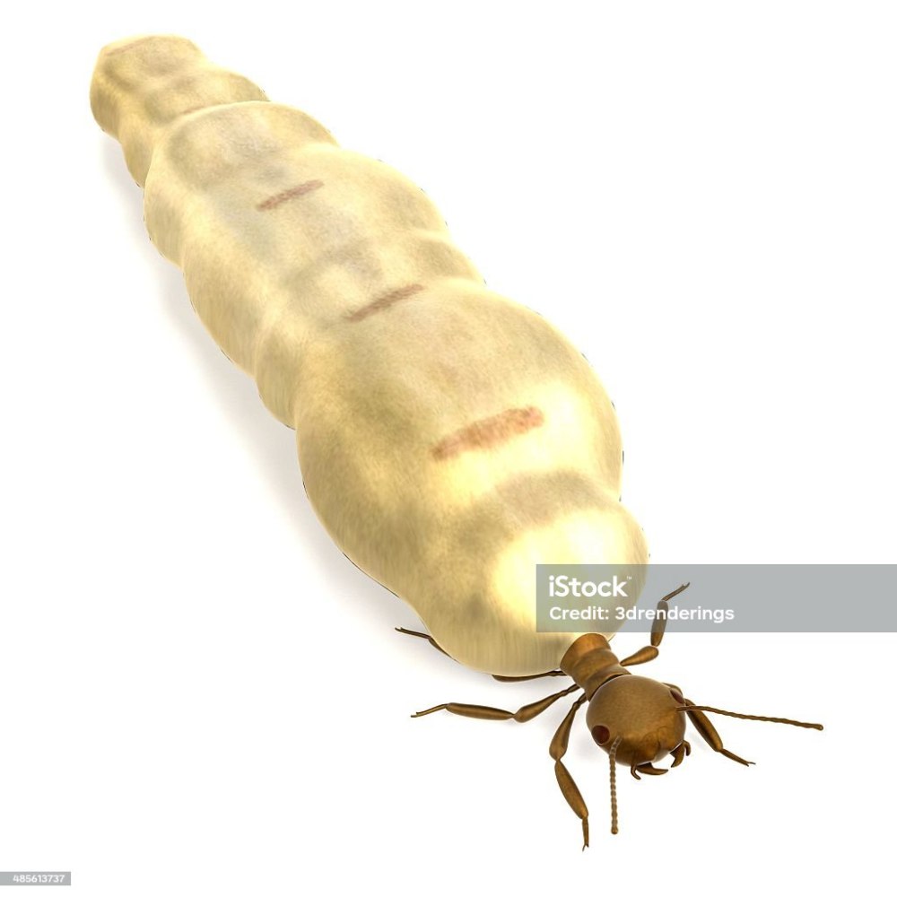 Королева термитов Pocket Ants