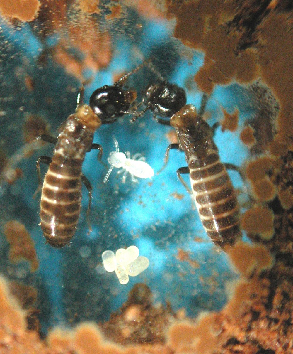 Термиты Reticulitermes Speratus.