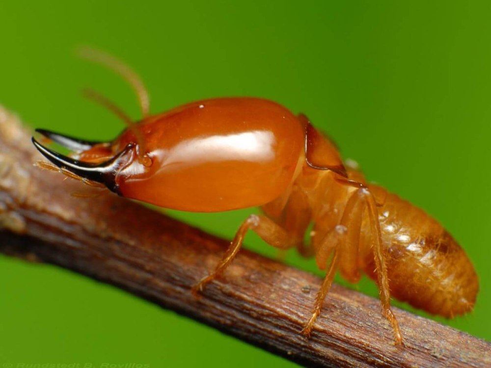 Отряд термиты — Isoptera