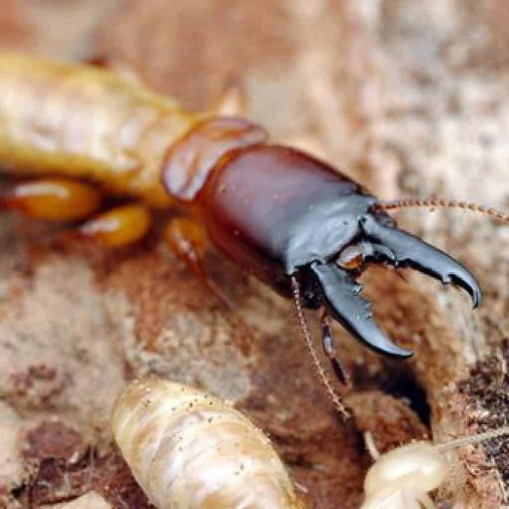 Zootermopsis angusticollis