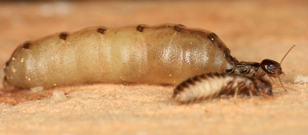 Reticulitermes lucifugus