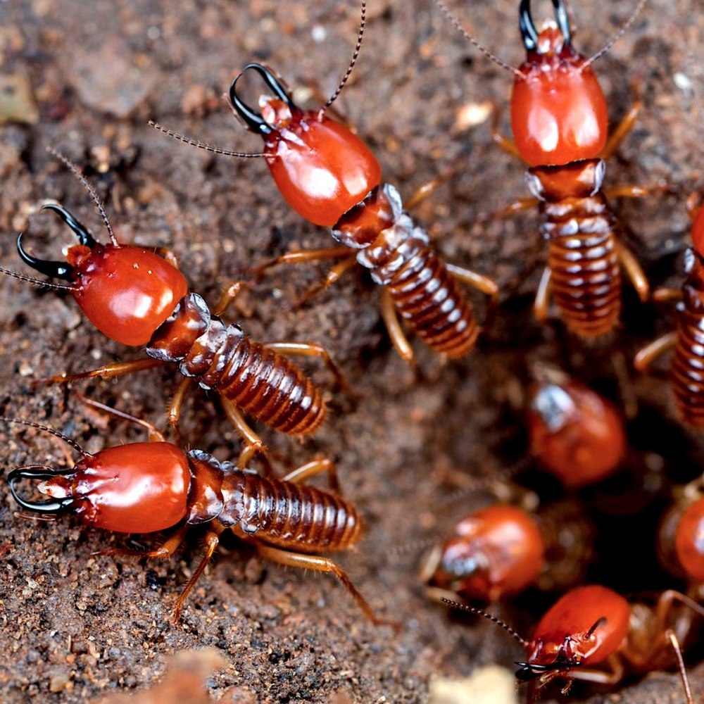 Отряд термиты — Isoptera