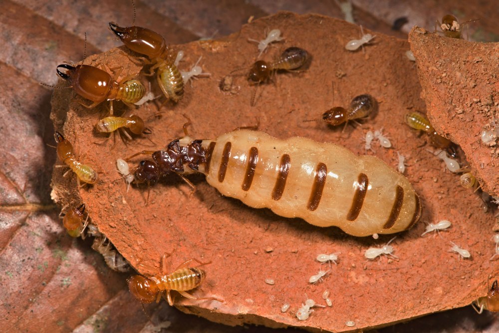 Отряд термиты — Isoptera