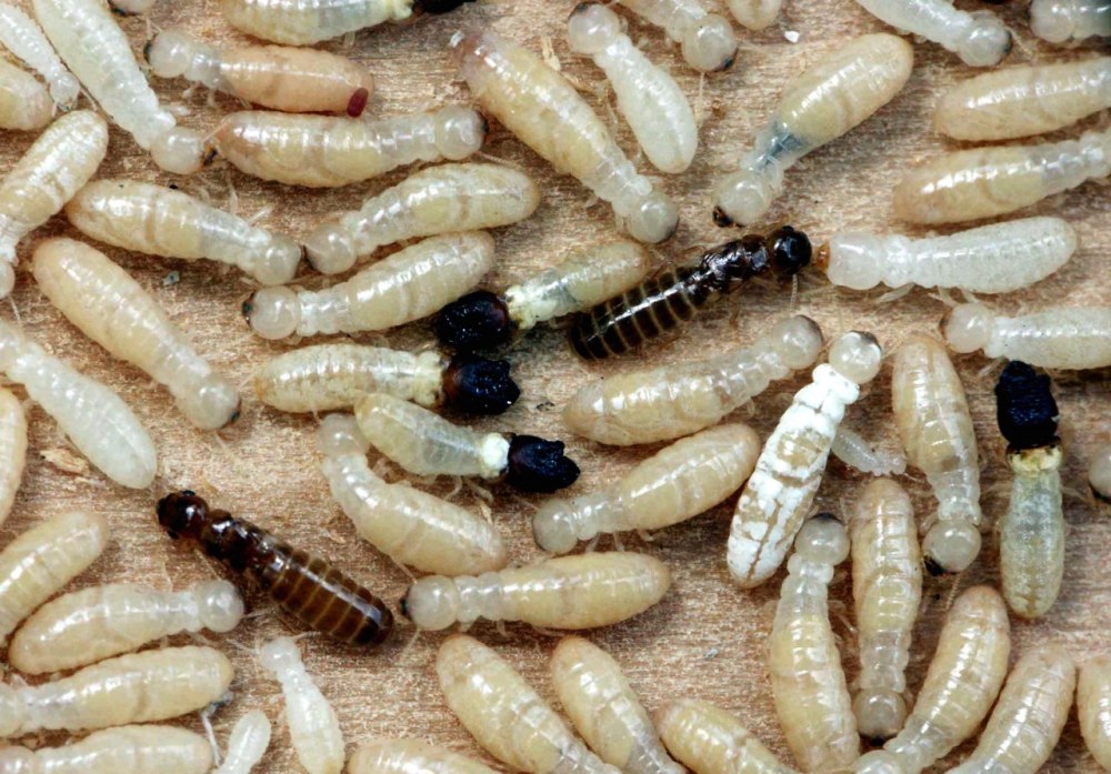 Trichonympha термиты