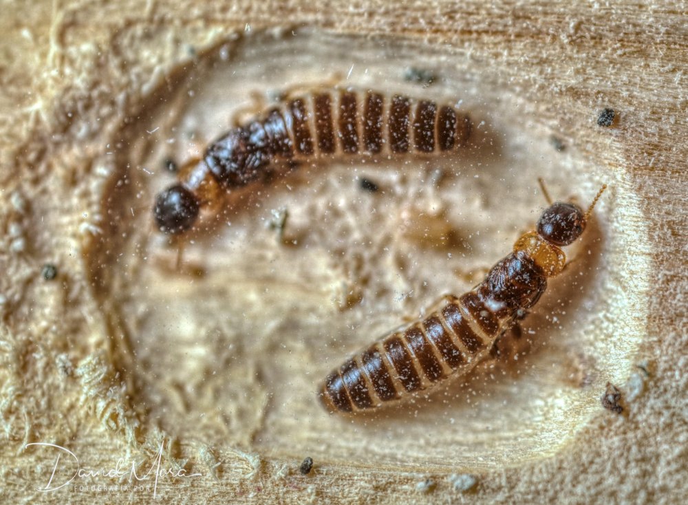 Kalotermes flavicollis