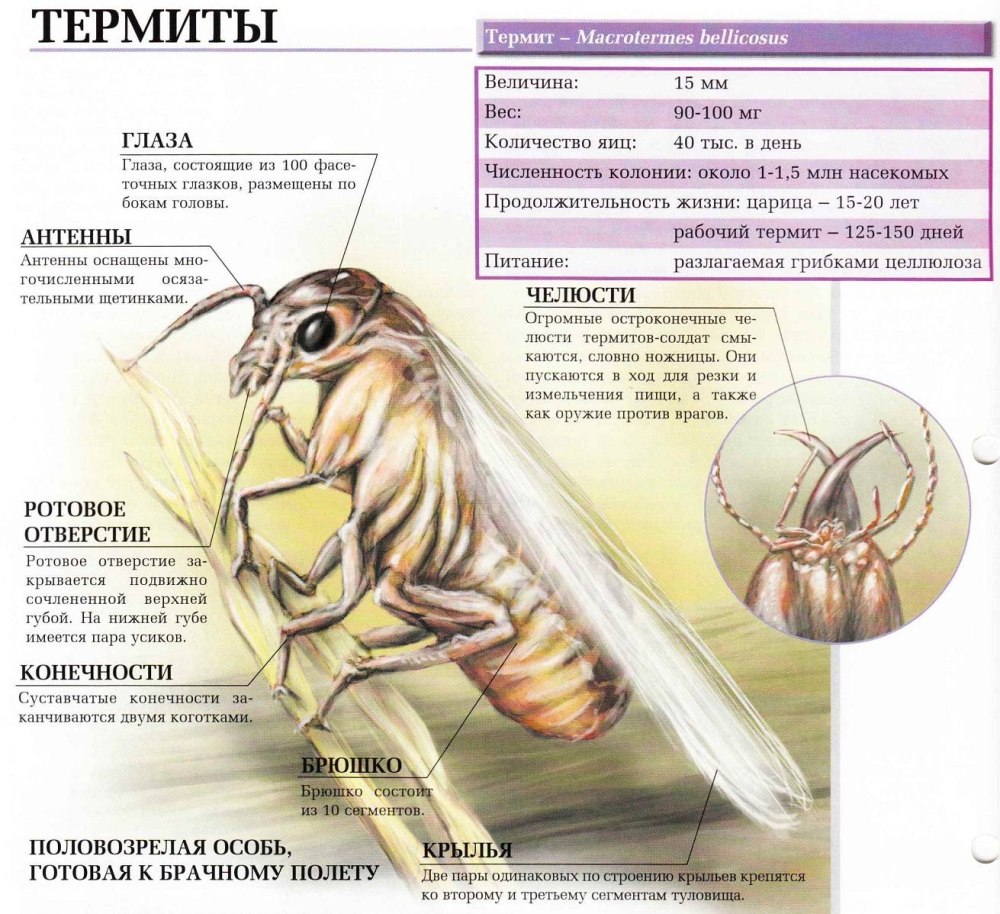 Термиты строение термитника
