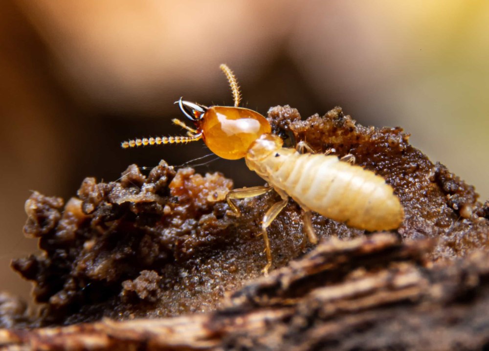 Termite Bond