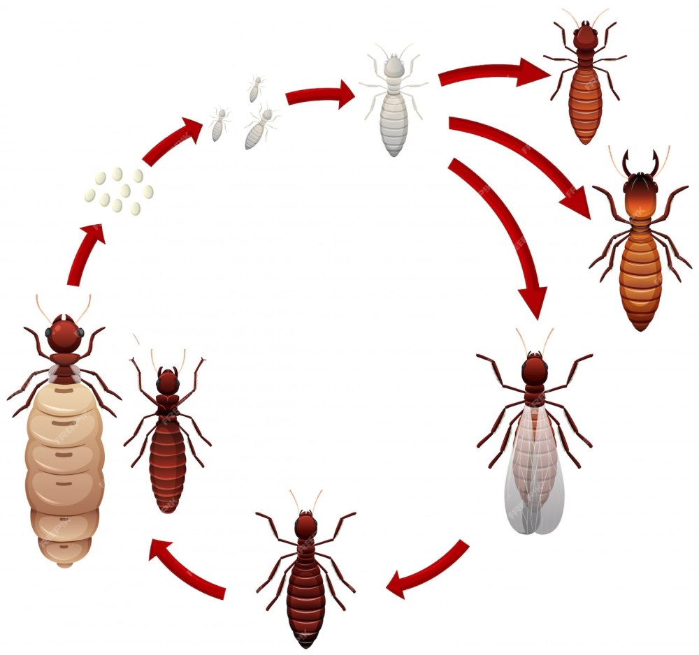 Королева термитов Pocket Ants