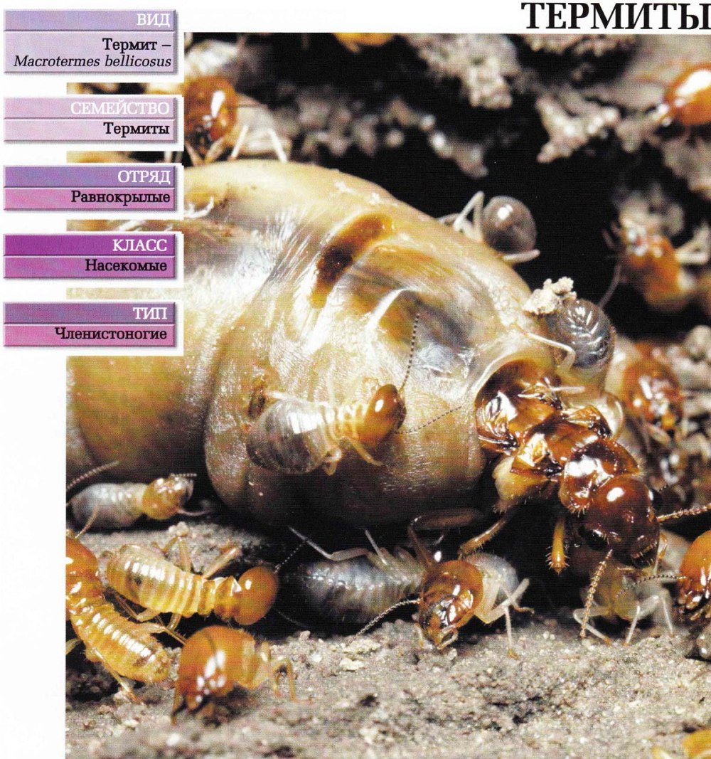 Macrotermes термитник