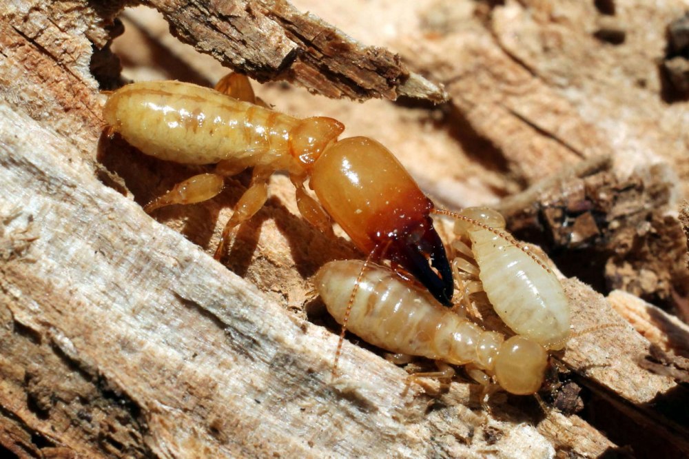 Отряд термиты — Isoptera