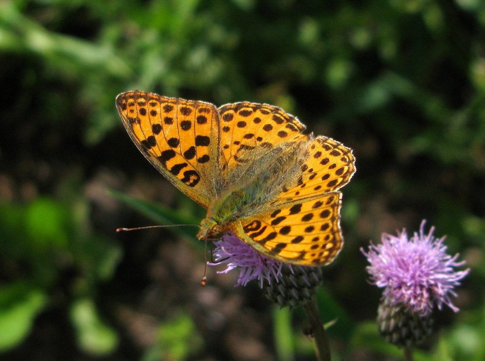 Argynnis Zenobia (Перламутровка Зенобия)