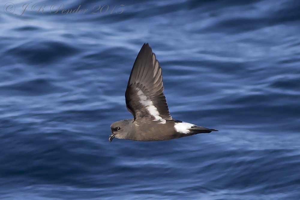 Прямохвостая качурка (Hydrobates pelagicus)