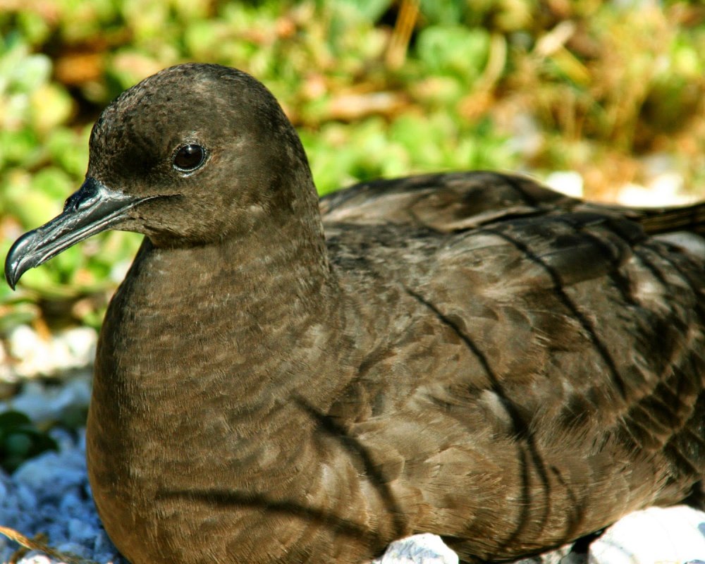 Puffinus Nativitatis