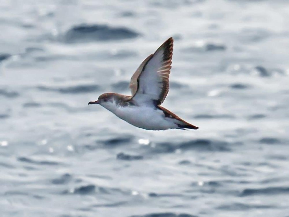 Shearwater in the Sea