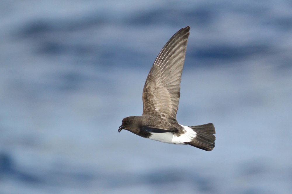 White bellied Storm Petrel