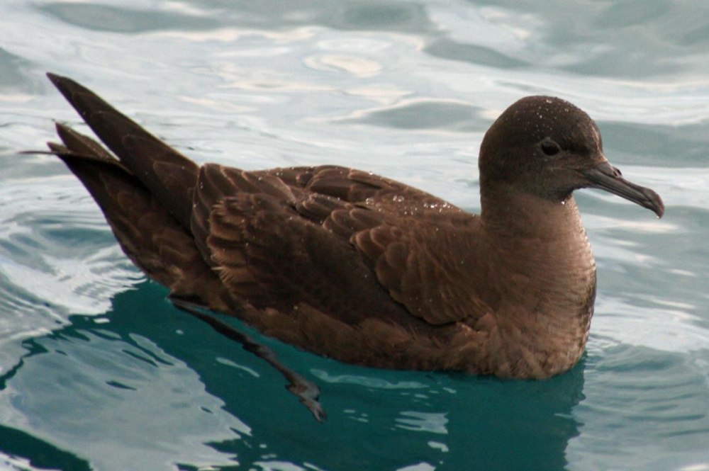 Клинохвостый Буревестник Puffinus