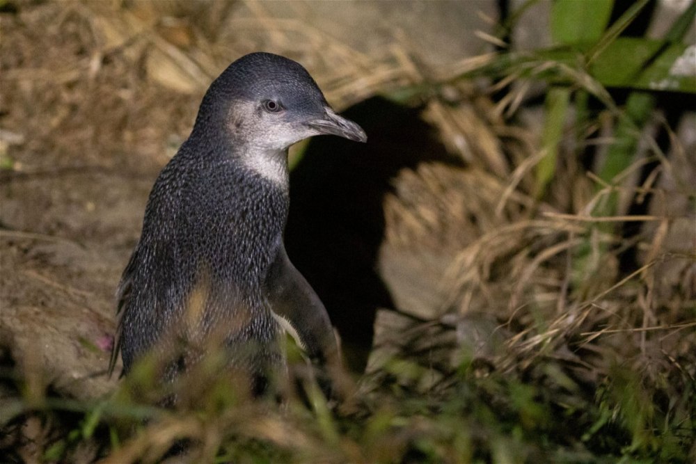 Hundreds of Blue Penguins have been found Dead in New Zealand