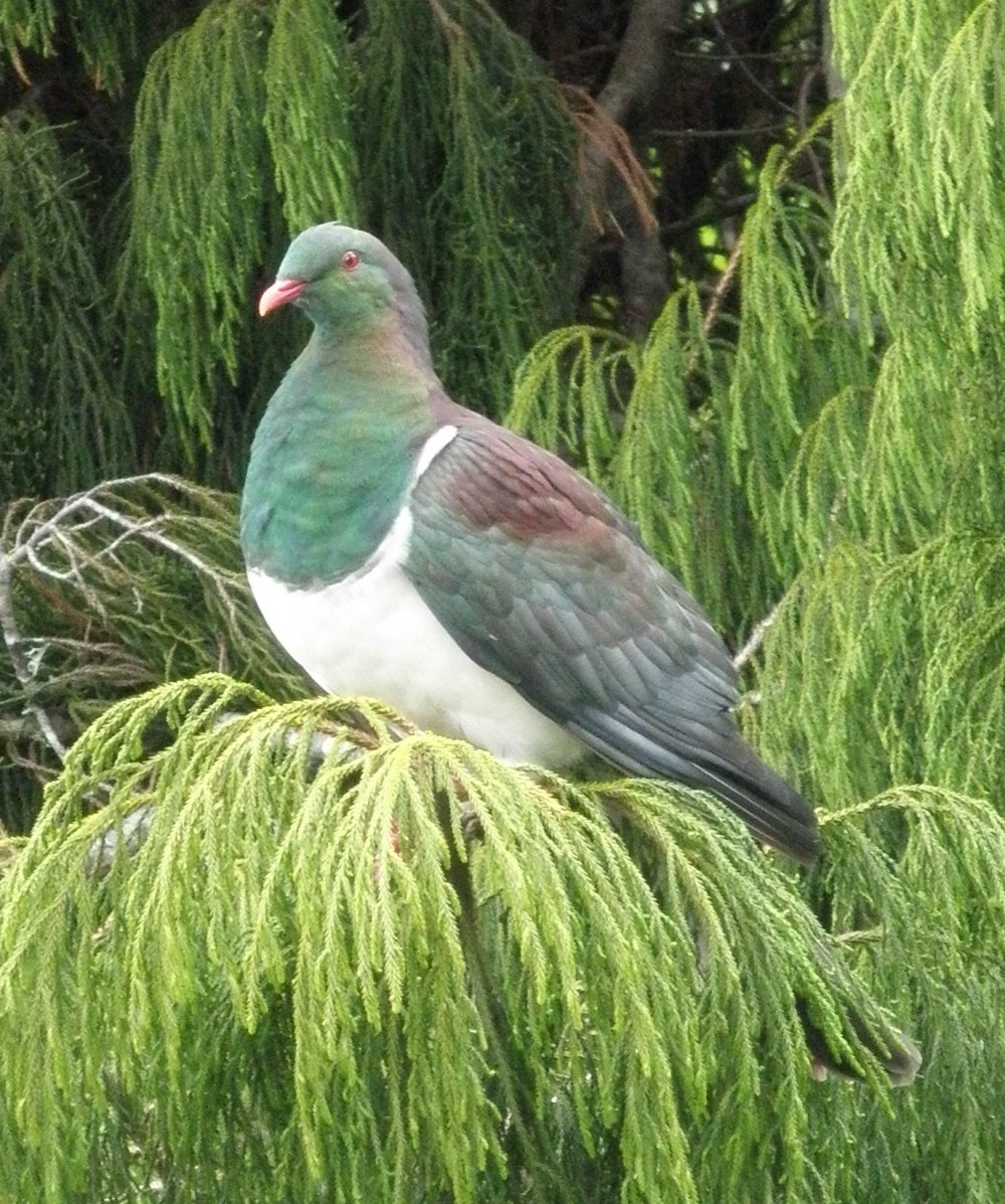 Kereru Bird