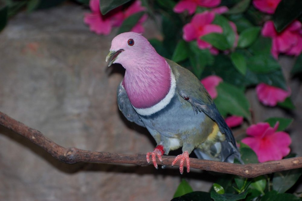 Ptilinopus porphyreus
