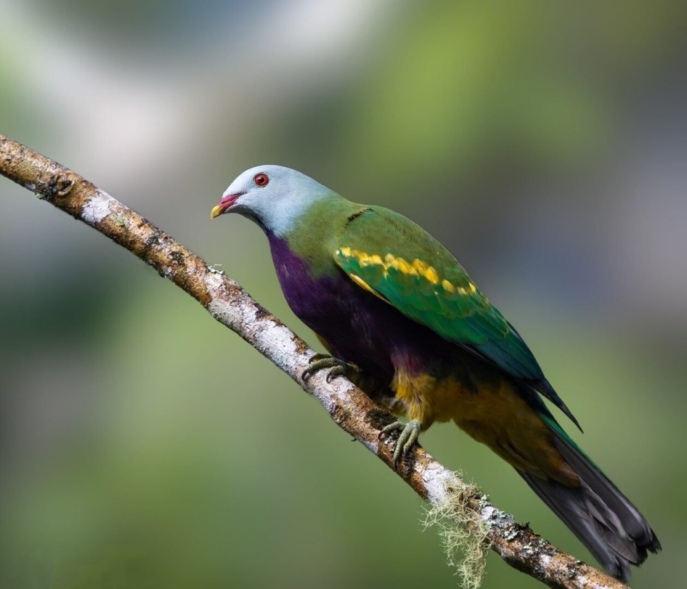 Ptilinopus layardi