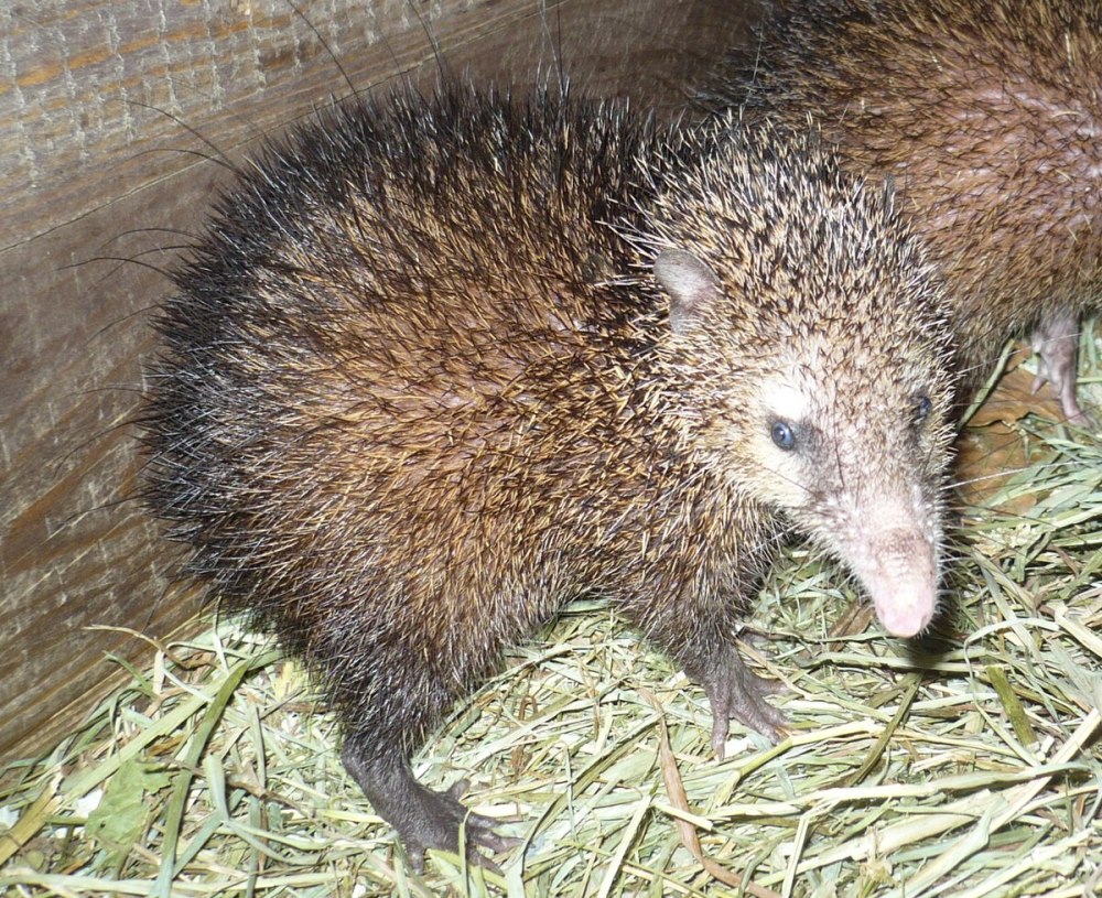 Сейшельский еж