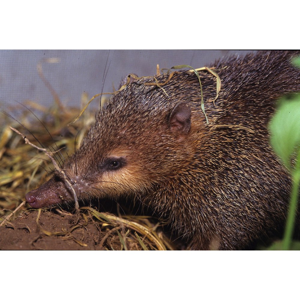 Tenrec ecaudatus