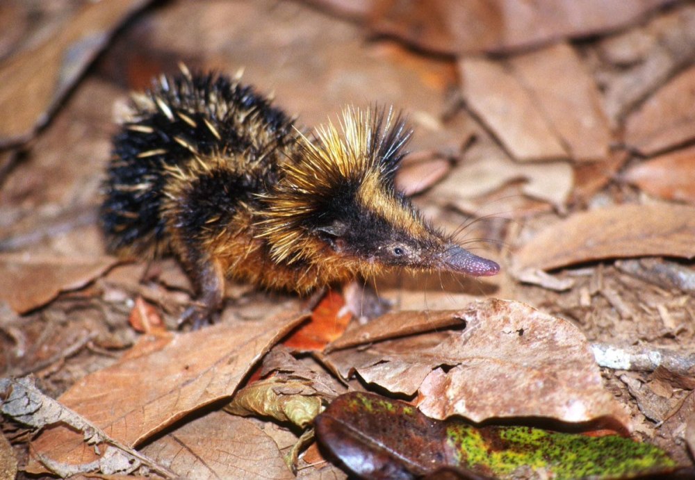 Полосатый тенрек (Hemicentetes semispinosus)