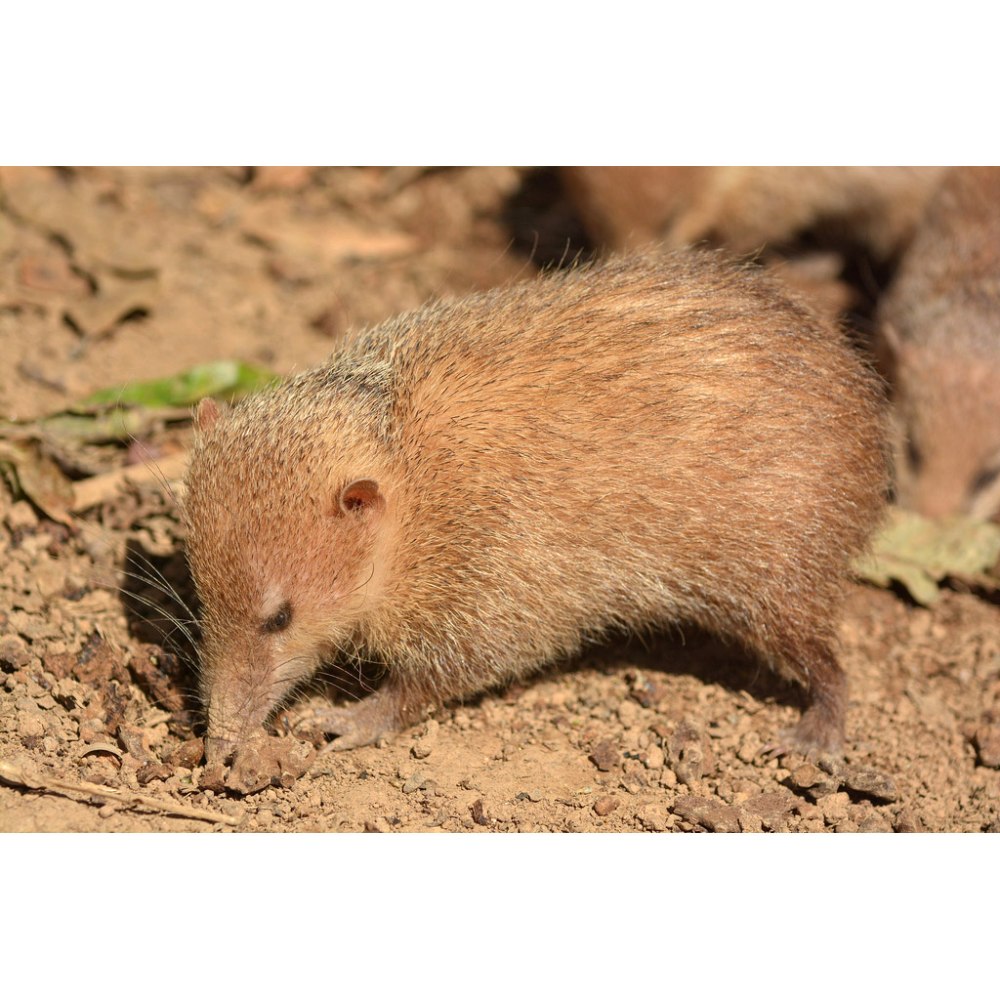 Tenrec Musarana