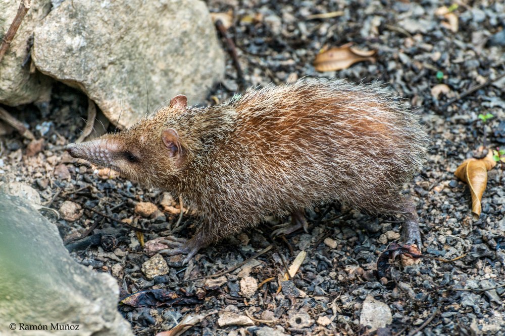 Tenrec ecaudatus