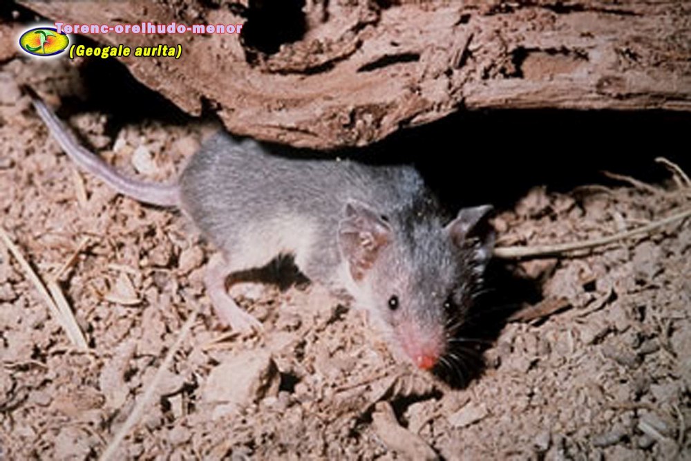 Afrotheria