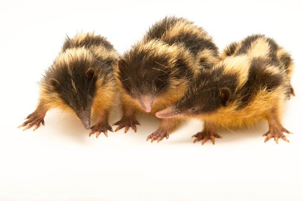 Hemicentetes semispinosus