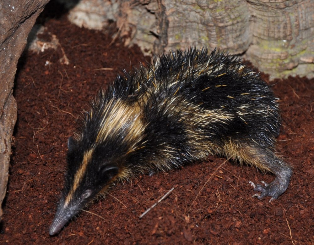 Hemicentetes semispinosus