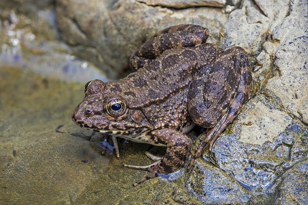 Pelophylax caralitanus