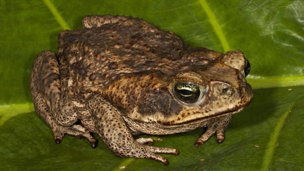 Жаба Bufo Marinus