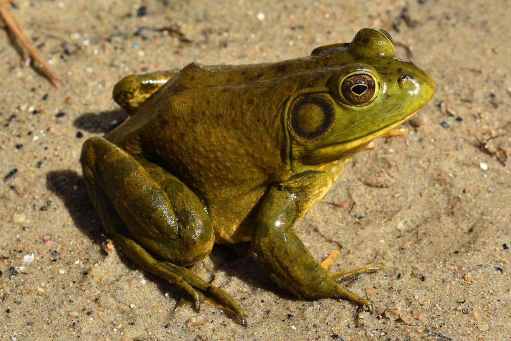 Африканская жаба Bullfrog