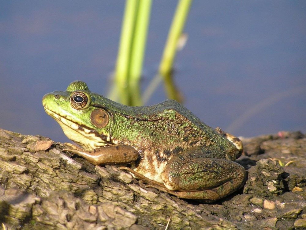 Green Bullfrog Green Bullfrog