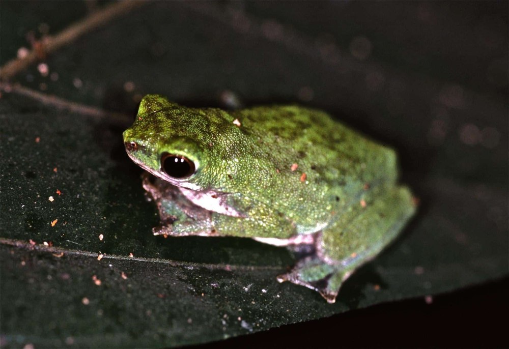 Morogoro Tree toad