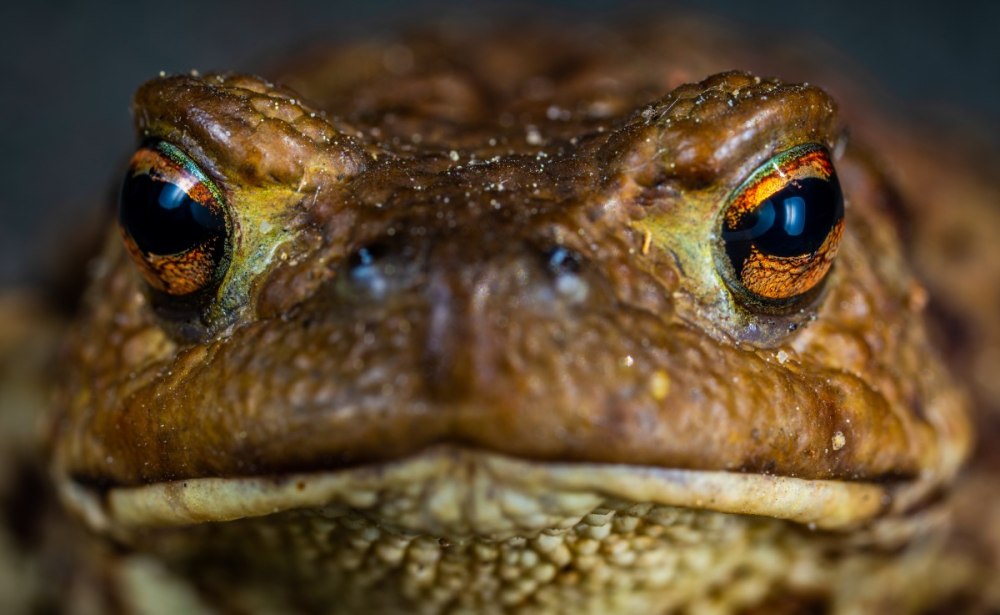 Бурая жаба Bufo guttata