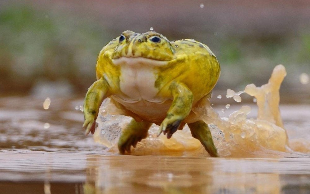 Лягушка-водонос (Pyxicephalus adspersus)