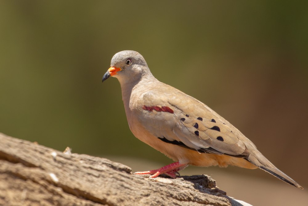 Columbina cyanopis